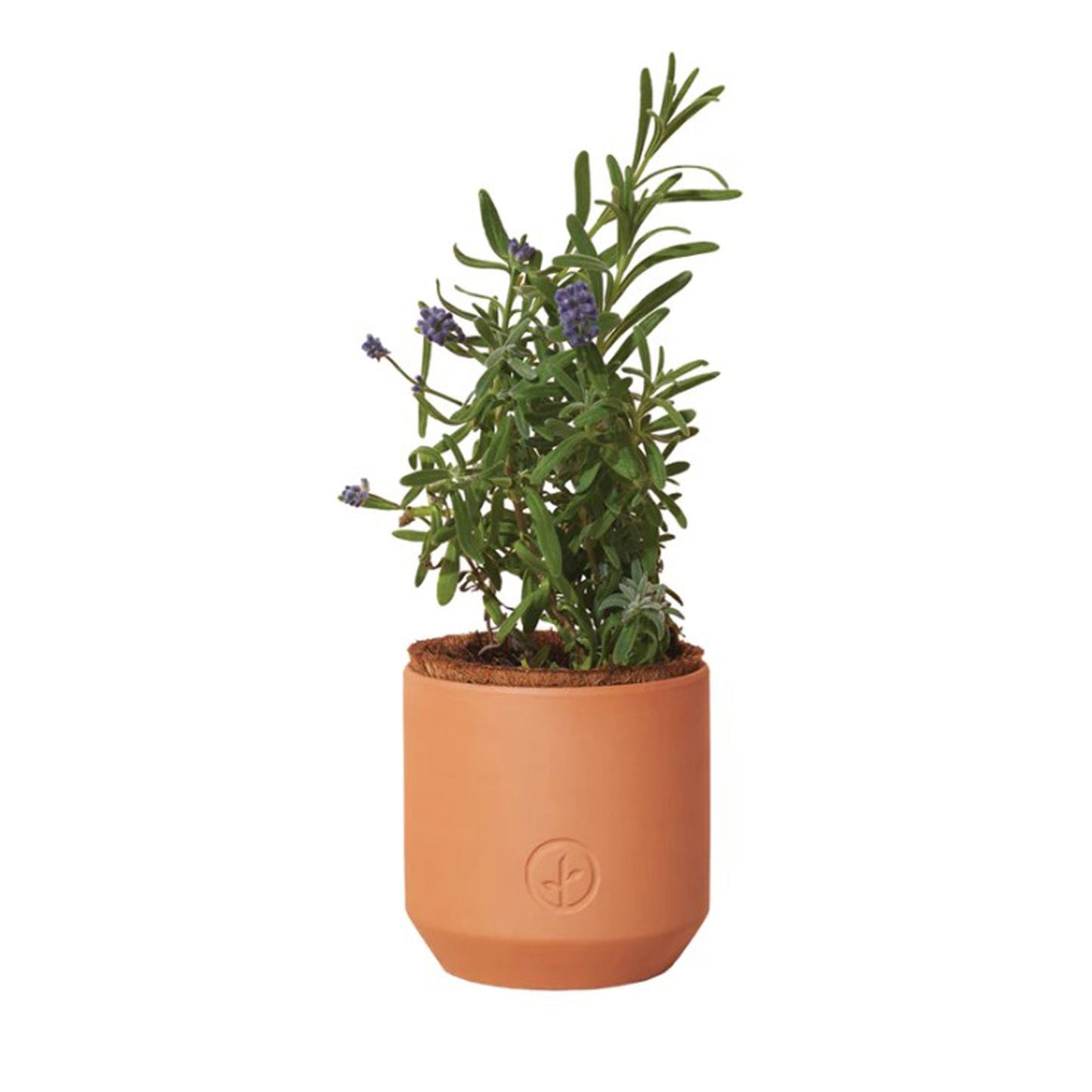 Lavendar planted in small terracotta pot.